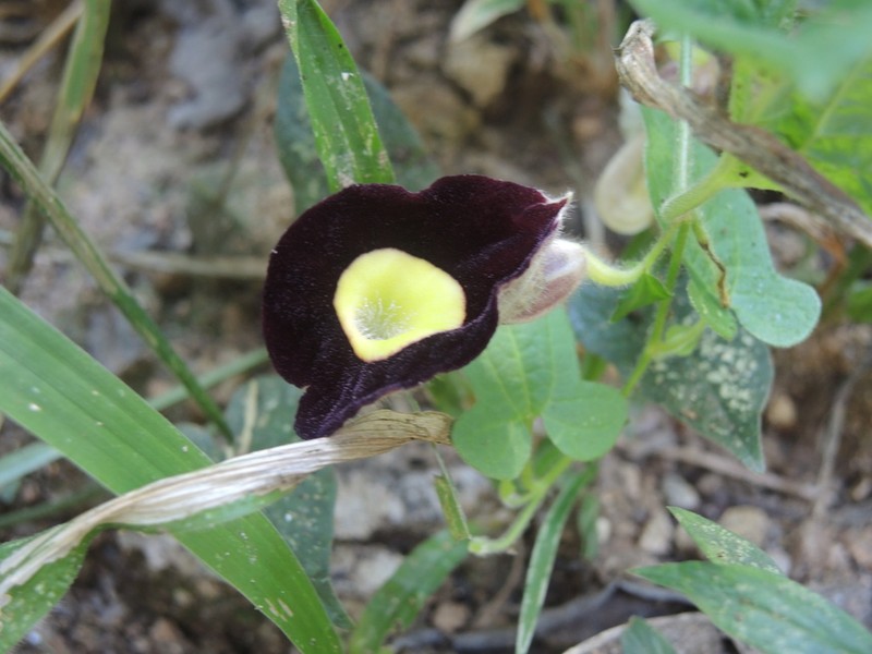 Aristolochia variifolia photo 6