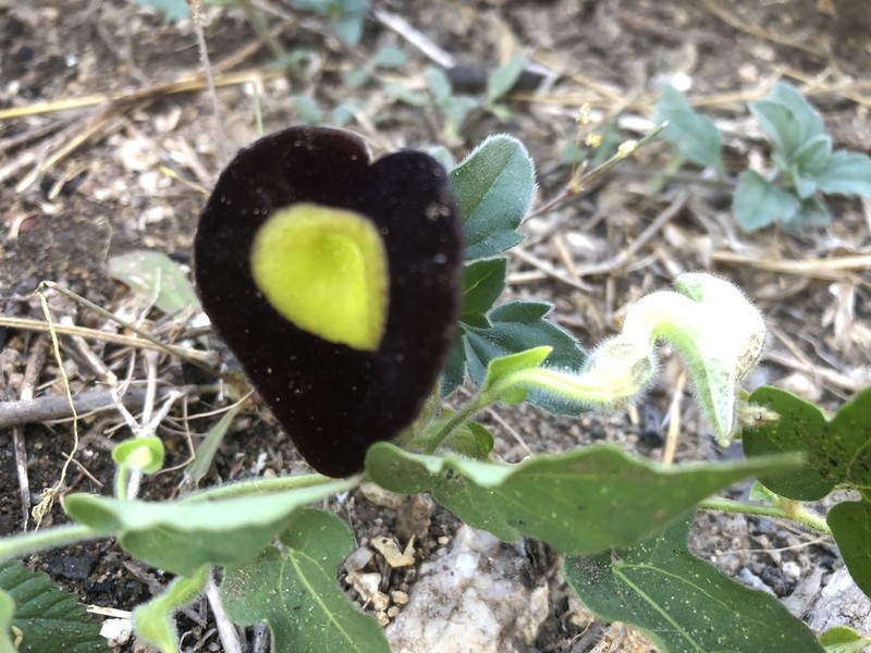 Aristolochia variifolia photo 7