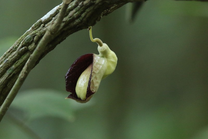 Aristolochia veracruzana