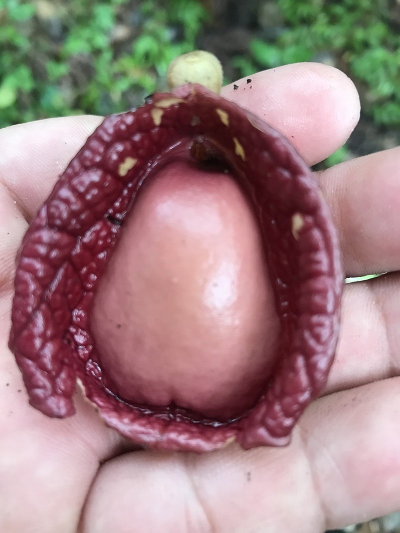 Aristolochia veracruzana photo 2