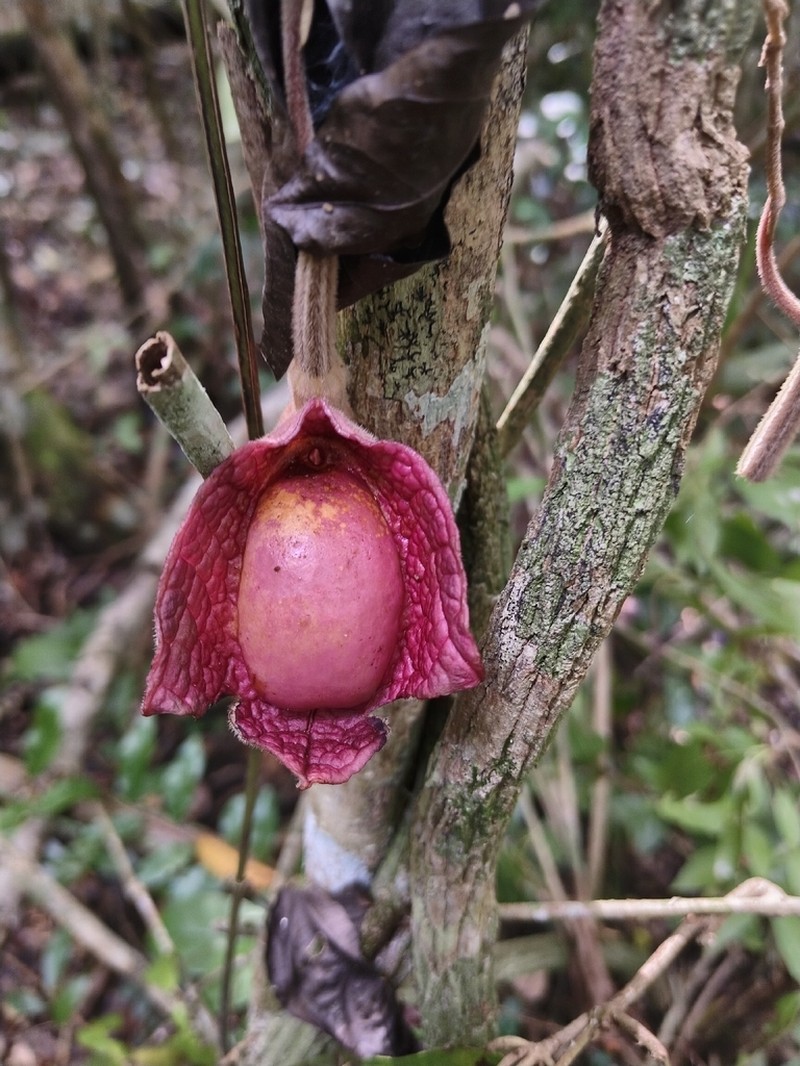 Aristolochia veracruzana photo 3