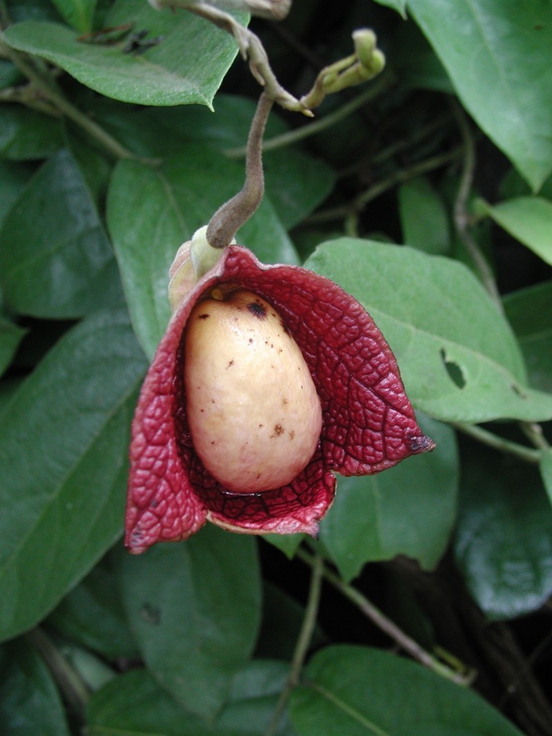 Aristolochia veracruzana photo 4
