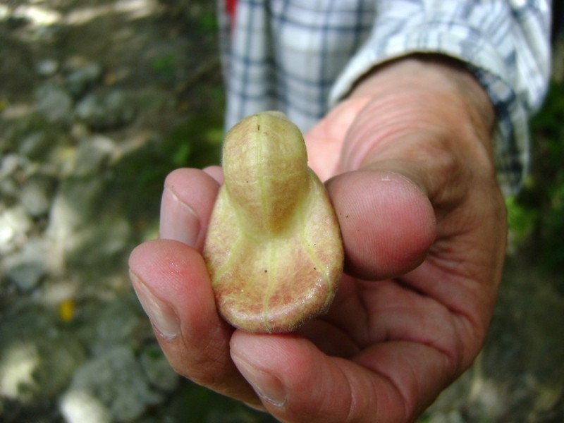 Aristolochia veracruzana photo 5
