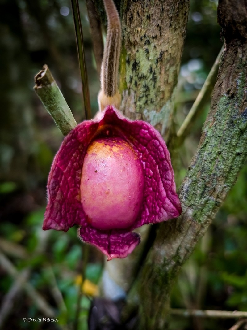 Aristolochia veracruzana photo 6