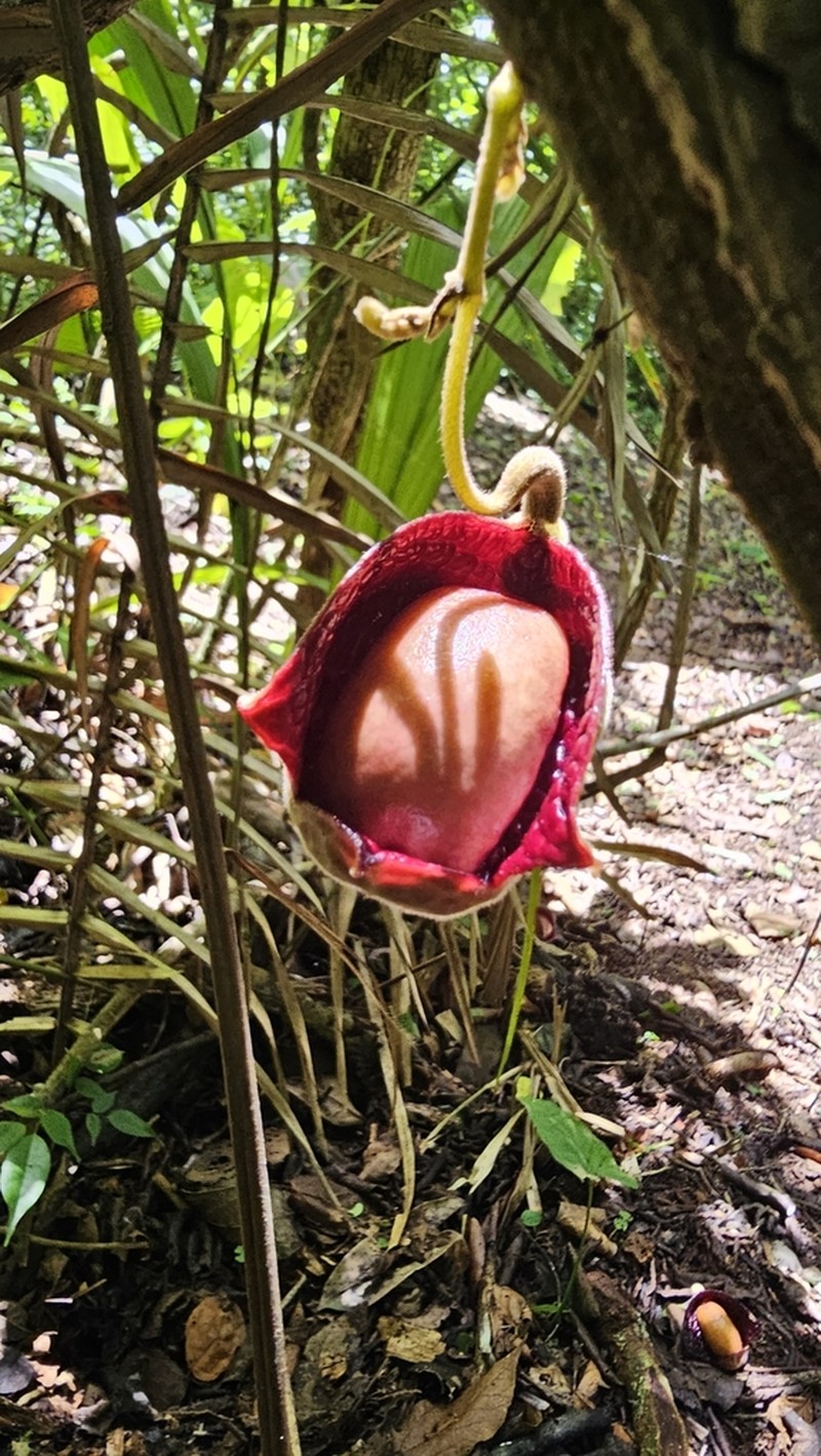 Aristolochia veracruzana photo 7