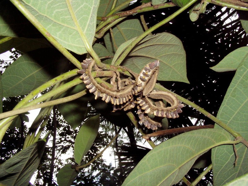 Aristolochia veracruzana photo 8