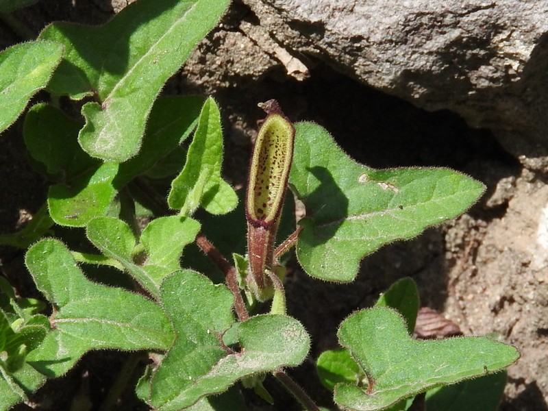Aristolochia versabilifolia