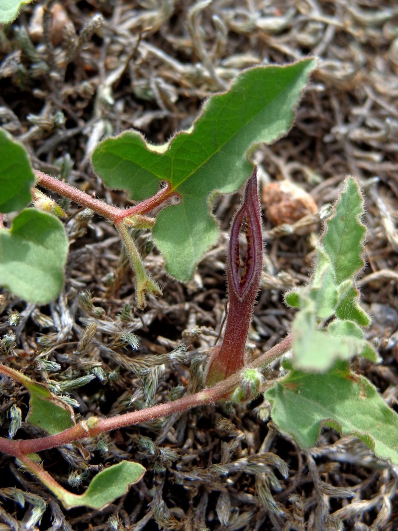 Aristolochia versabilifolia photo 2
