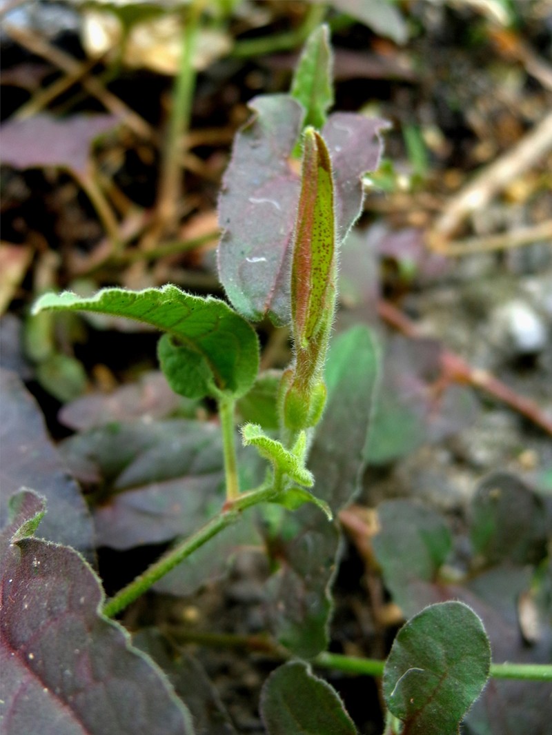 Aristolochia versabilifolia photo 3