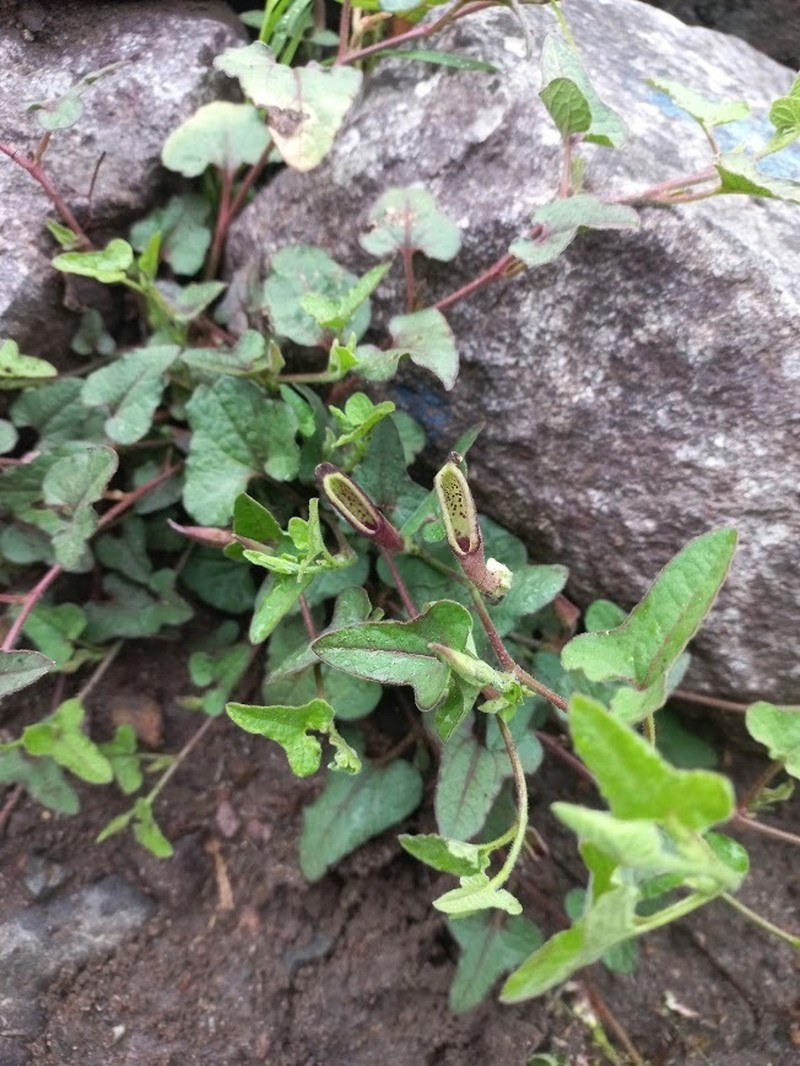 Aristolochia versabilifolia photo 4