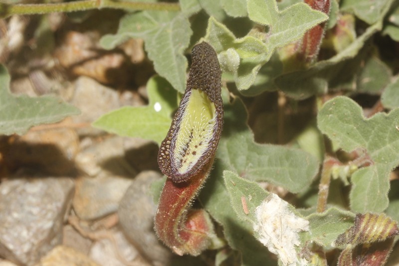 Aristolochia versabilifolia photo 5