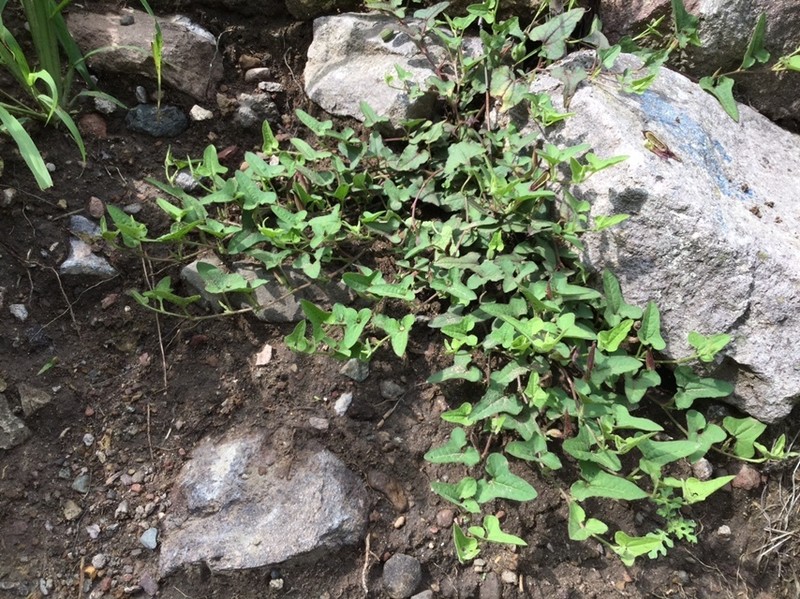 Aristolochia versabilifolia photo 6