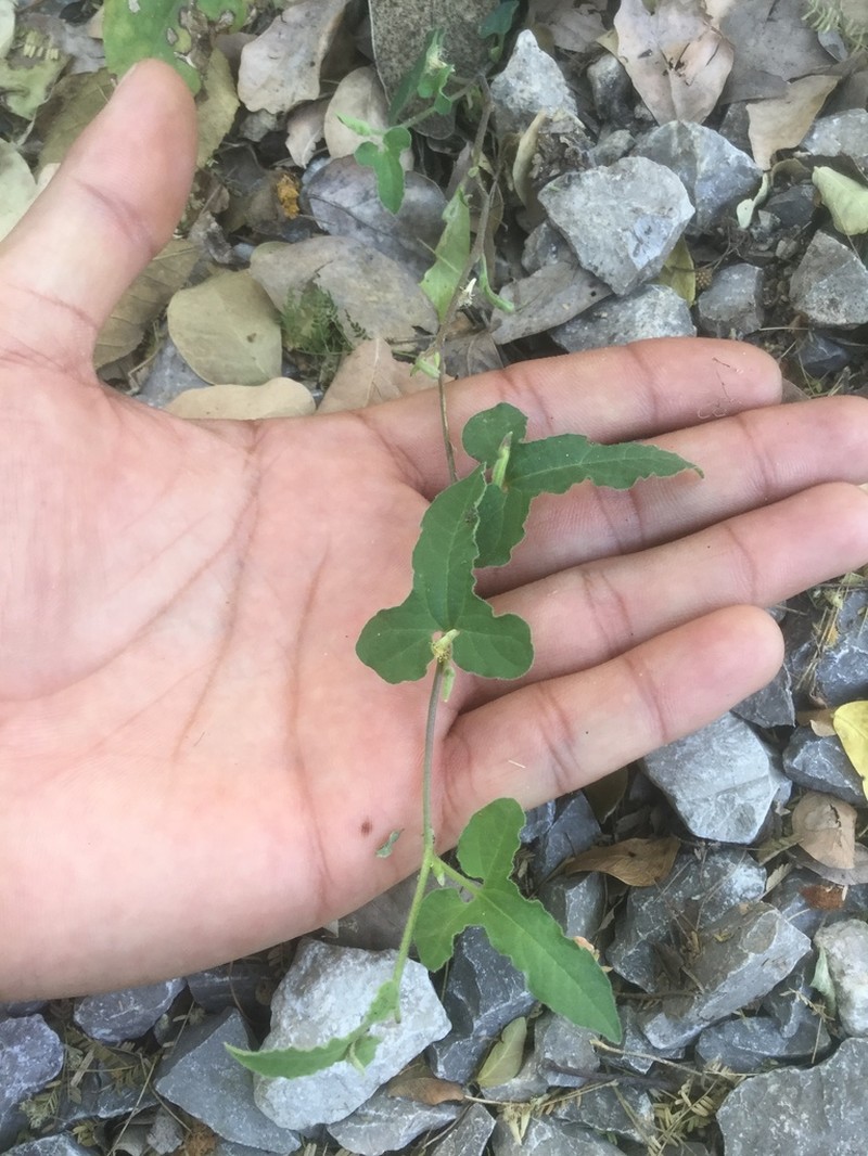 Aristolochia versabilifolia photo 7