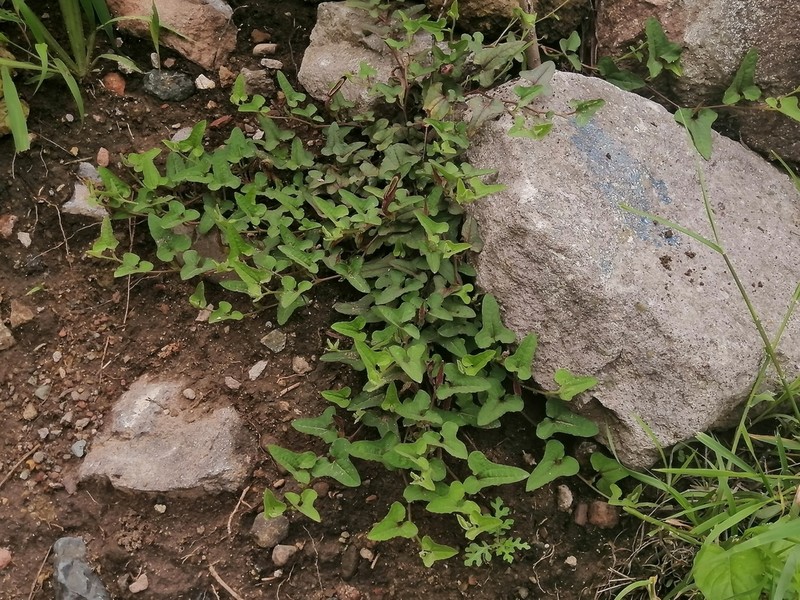 Aristolochia versabilifolia photo 8