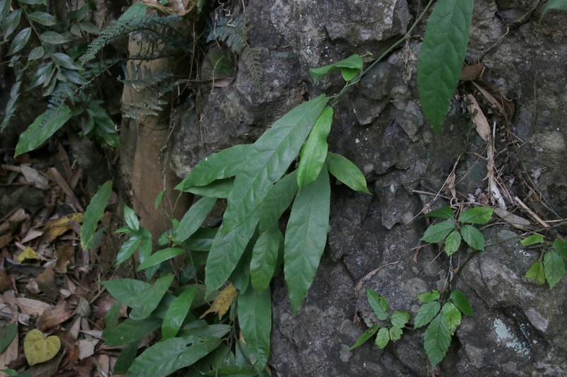 Aristolochia versicolor