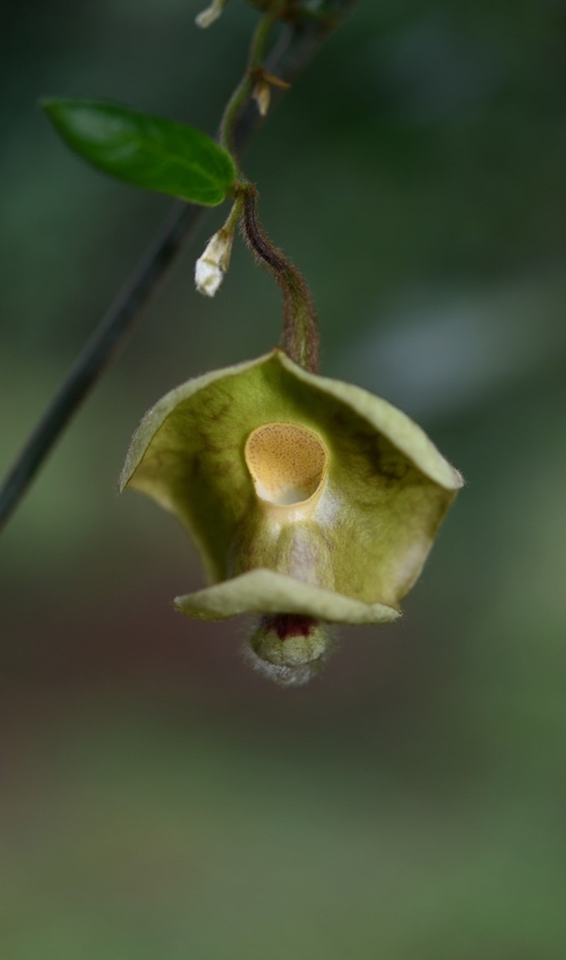 Aristolochia versicolor photo 4