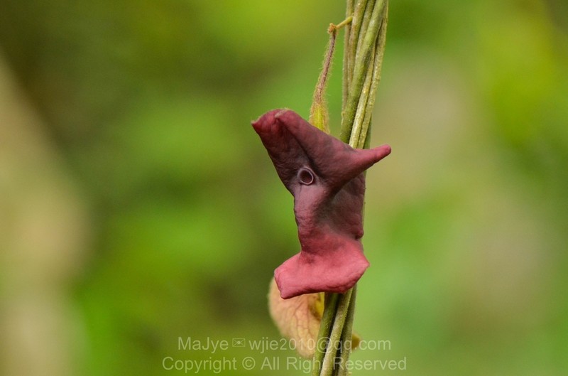 Aristolochia versicolor photo 5
