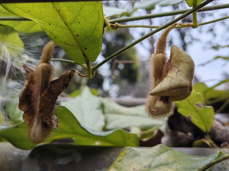 Aristolochia versicolor photo 6