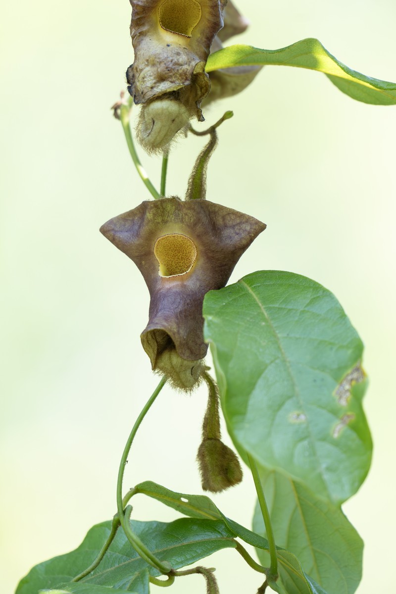 Aristolochia versicolor photo 7