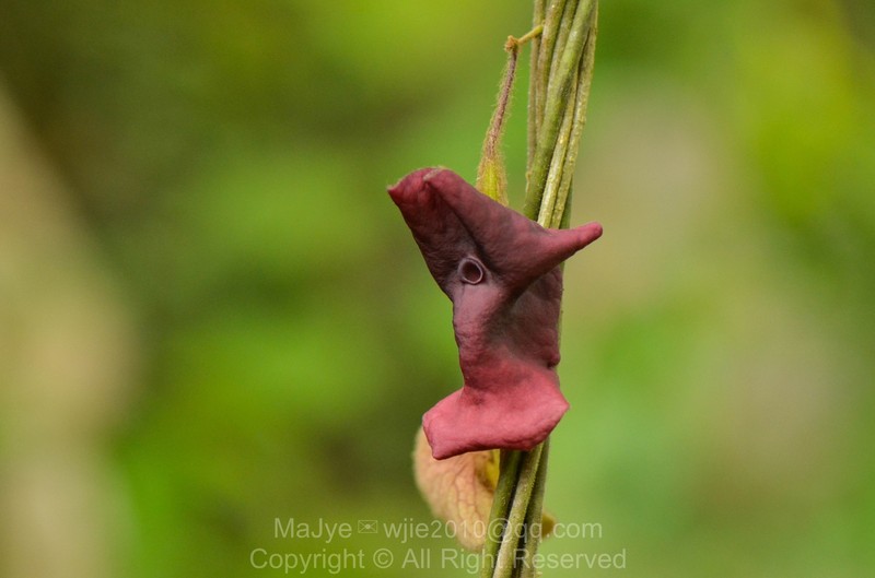 Aristolochia versicolor photo 8