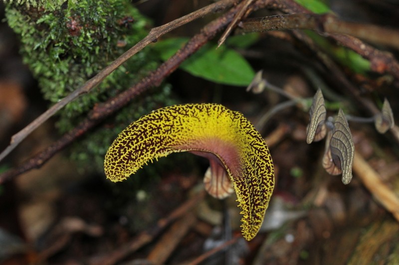 Aristolochia wankeana