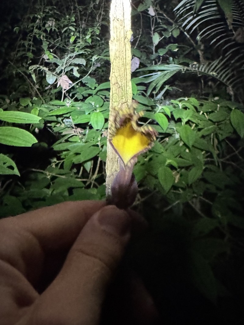 Aristolochia wankeana photo 2