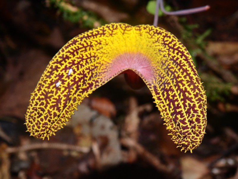 Aristolochia wankeana photo 3