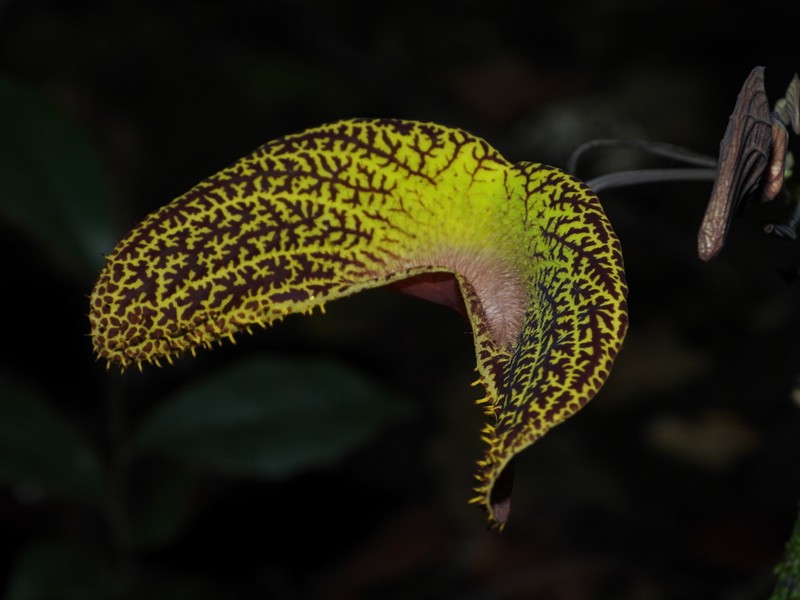 Aristolochia wankeana photo 4