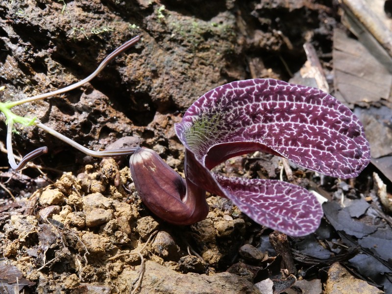 Aristolochia wankeana photo 5
