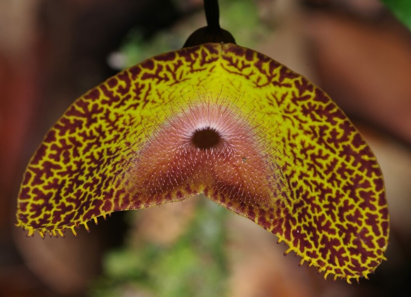 Aristolochia wankeana photo 6