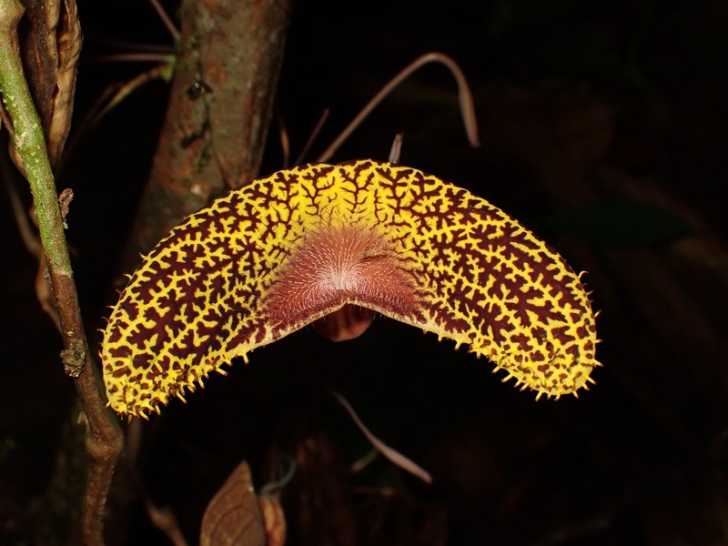 Aristolochia wankeana photo 7