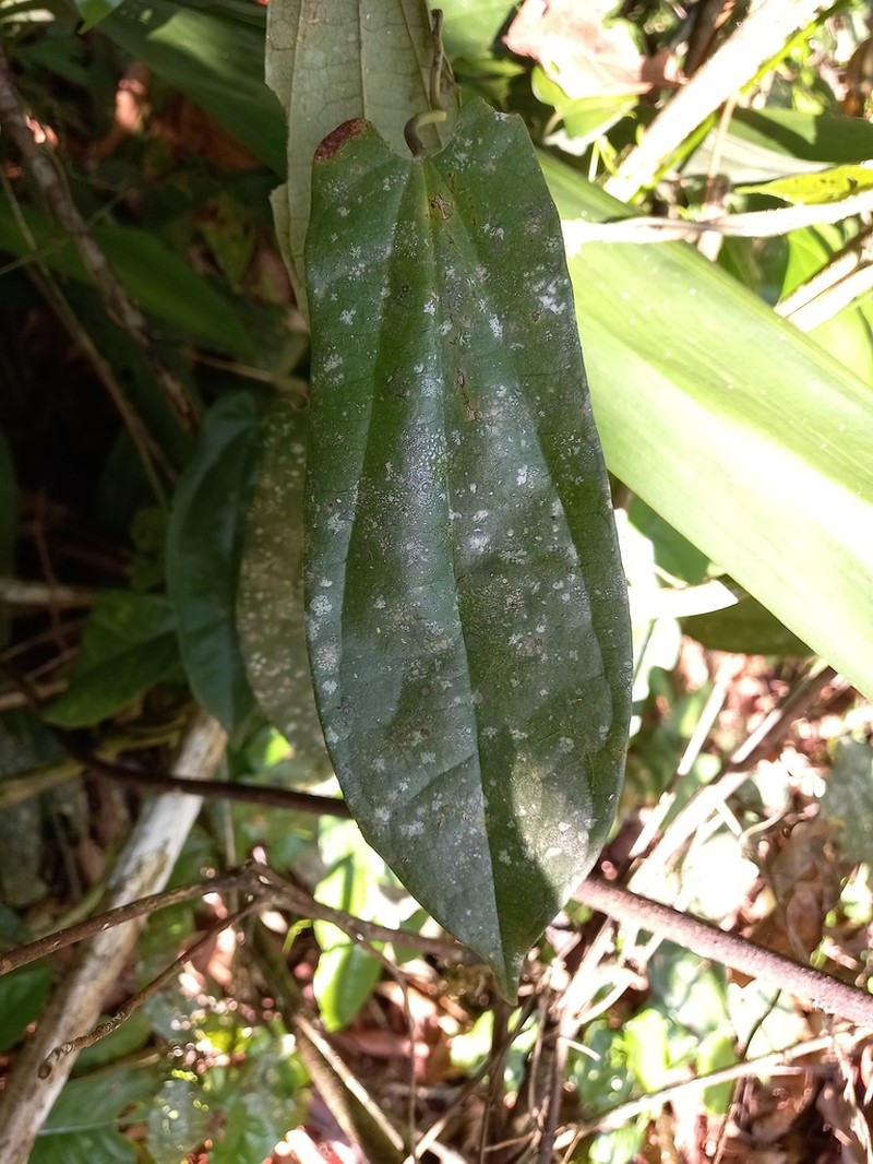 Aristolochia wankeana photo 8