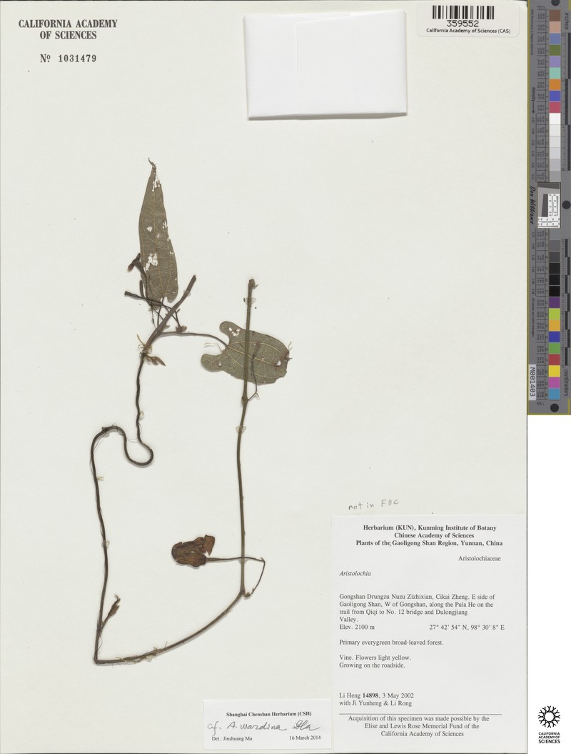 Aristolochia wardiana