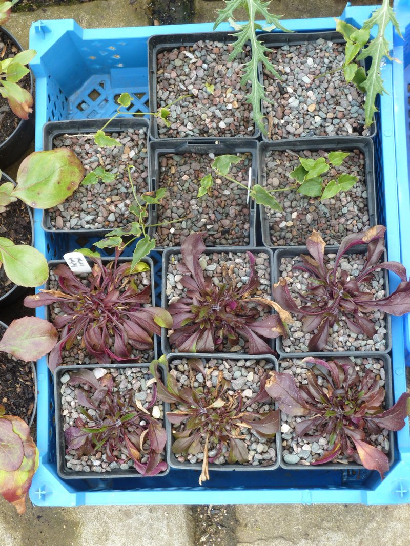 Watson's Dutchman's Pipe