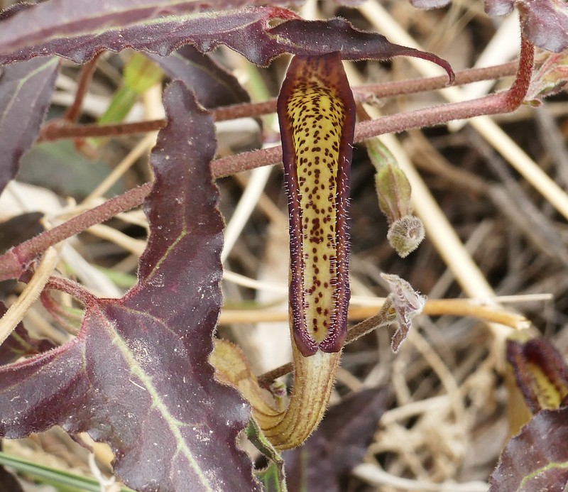 Watson's Dutchman's Pipe