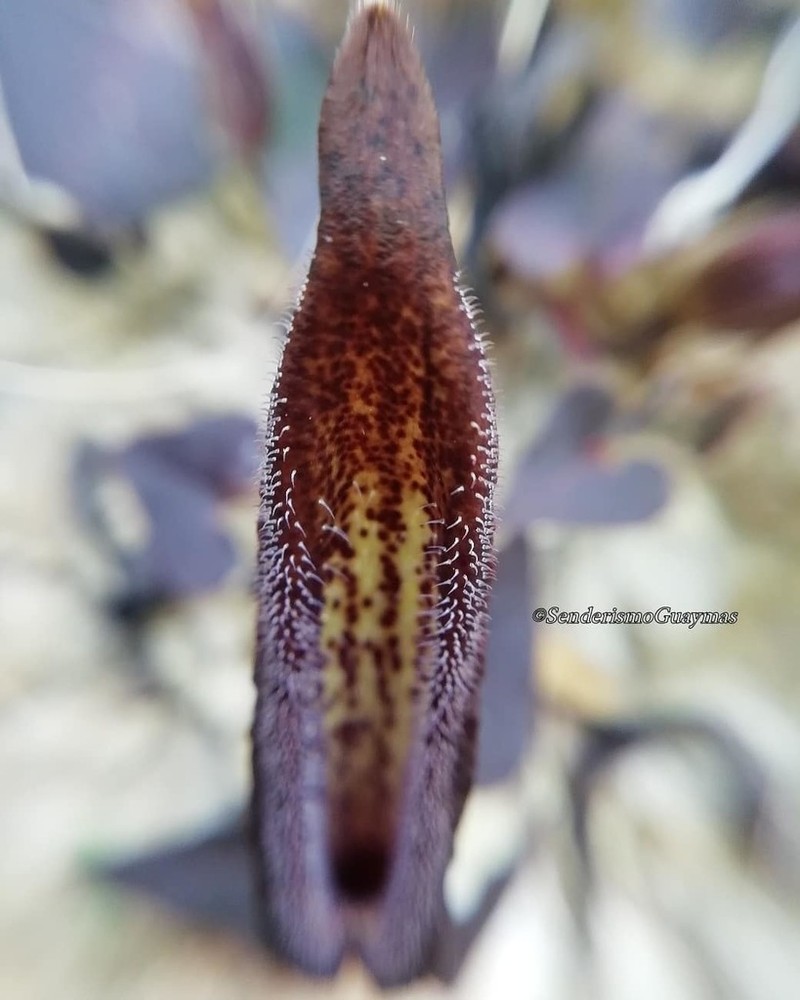 Watson's Dutchman's Pipe photo 2