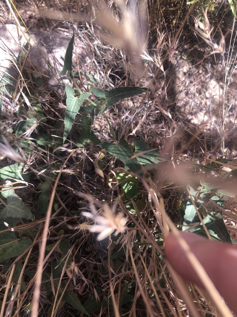 Watson's Dutchman's Pipe photo 4