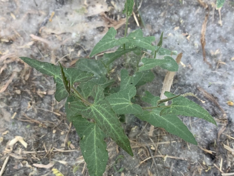 Watson's Dutchman's Pipe photo 5