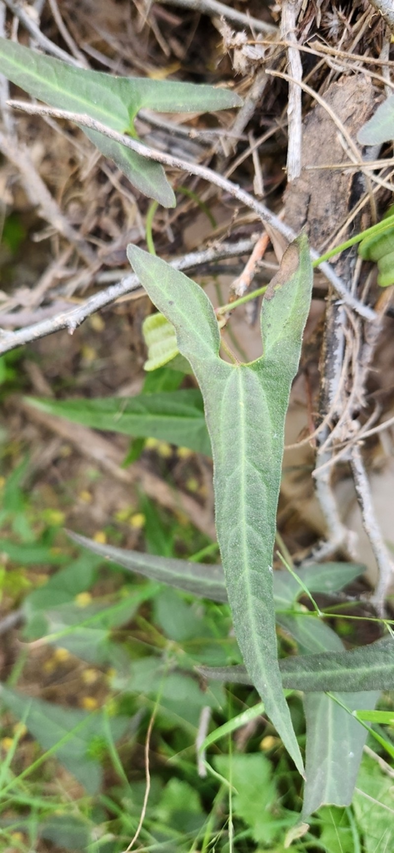 Watson's Dutchman's Pipe photo 6