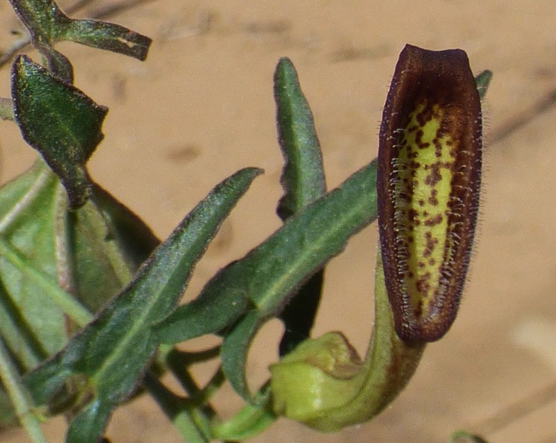 Watson's Dutchman's Pipe photo 7