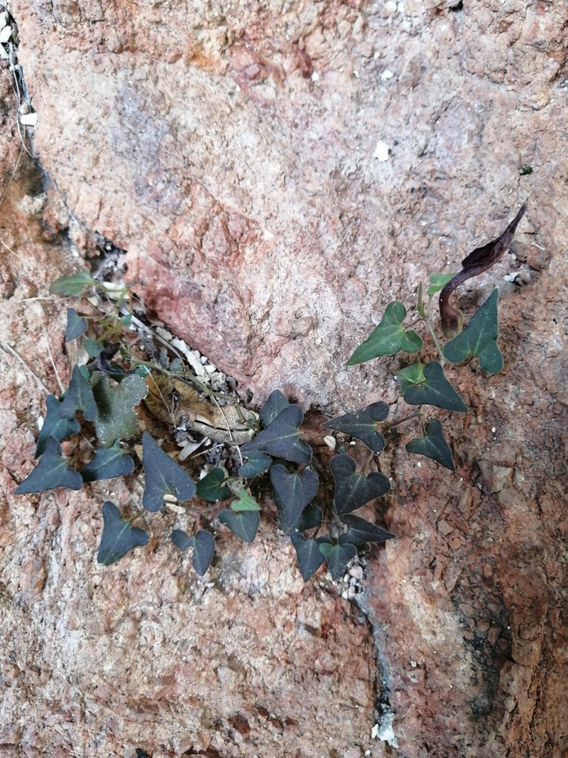 Watson's Dutchman's Pipe photo 8