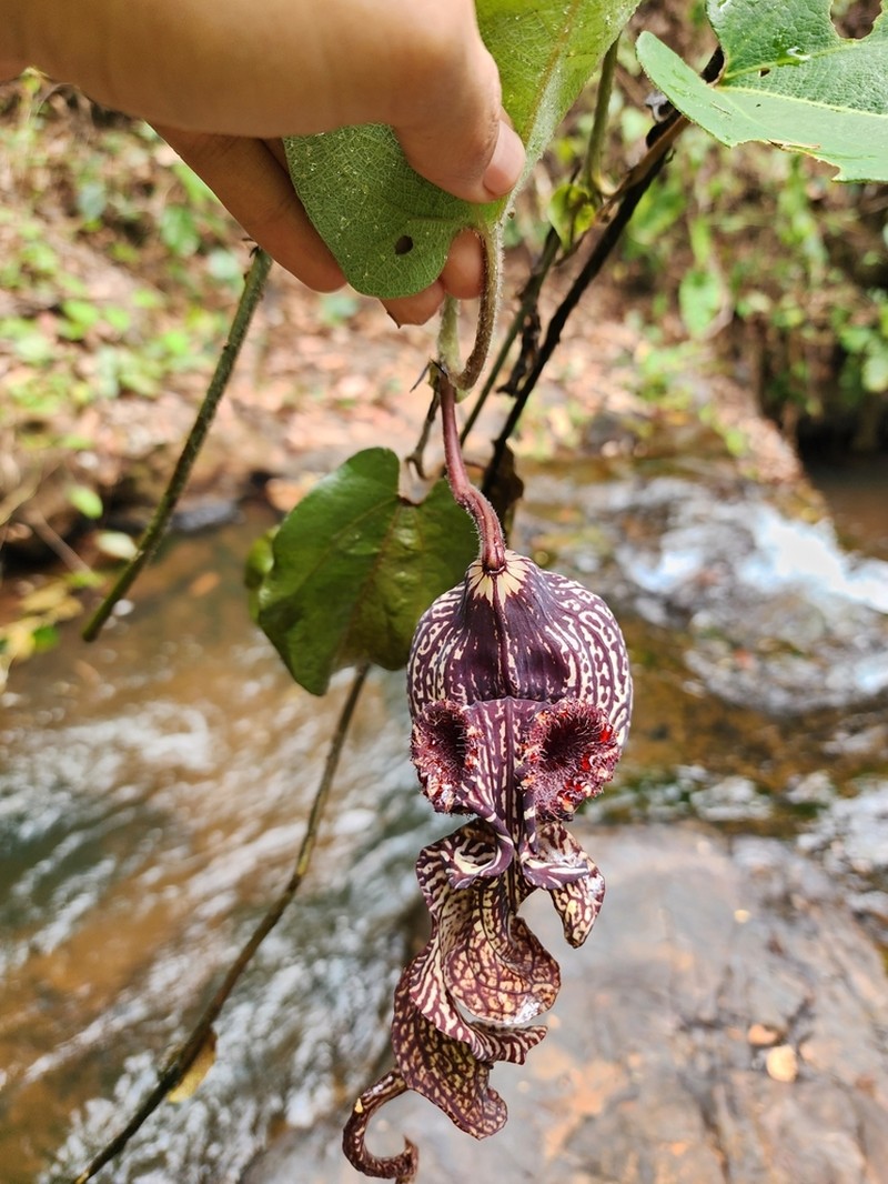 Aristolochia weddellii