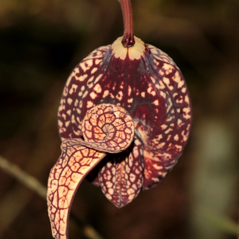 Aristolochia weddellii photo 2