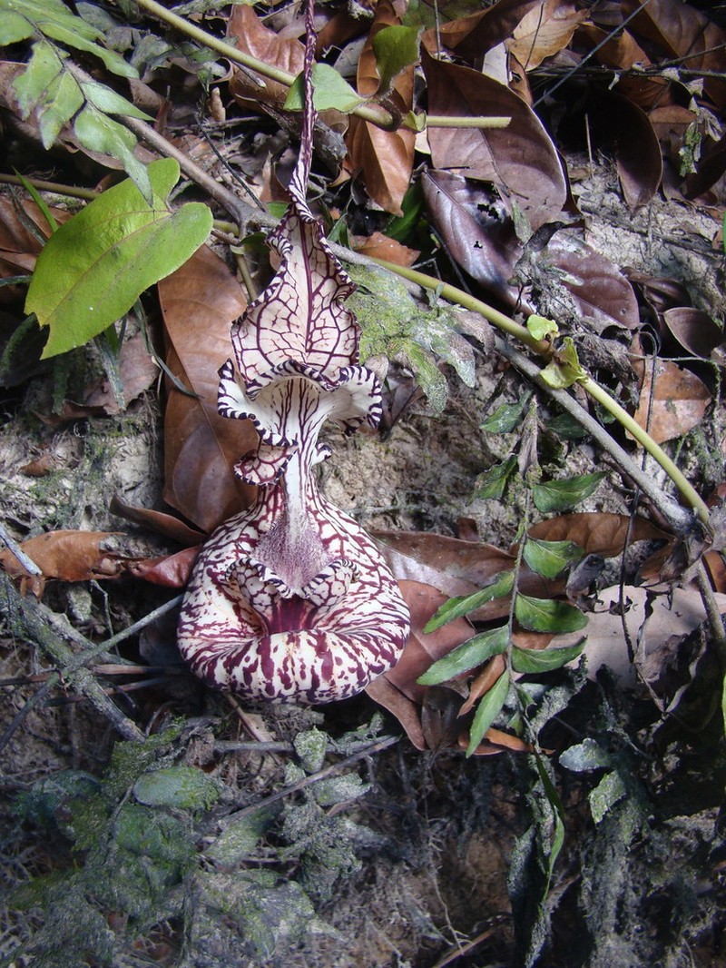 Aristolochia weddellii photo 3