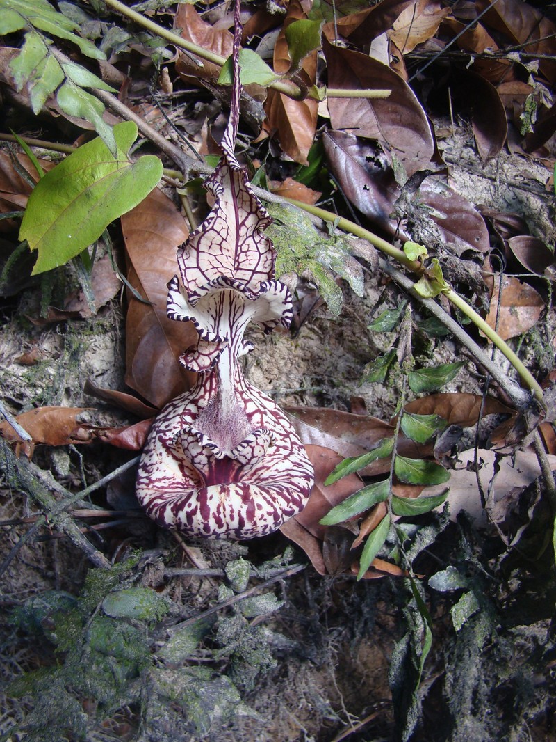 Aristolochia weddellii photo 6