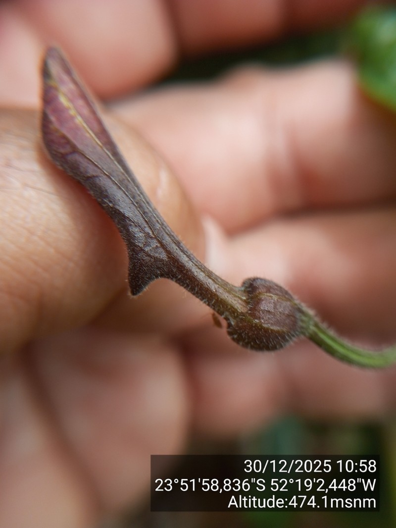 Aristolochia wendeliana
