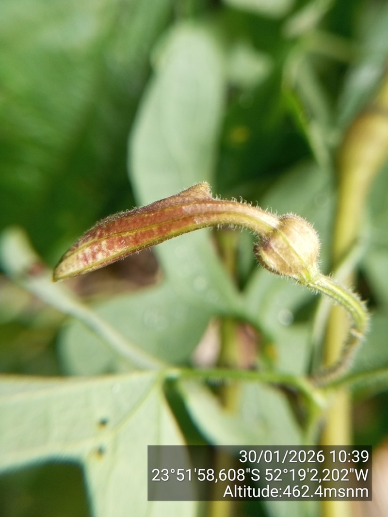 Aristolochia wendeliana photo 2