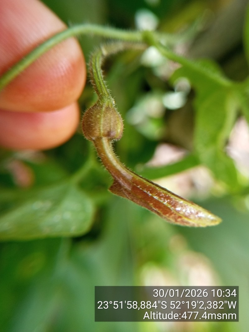 Aristolochia wendeliana photo 3