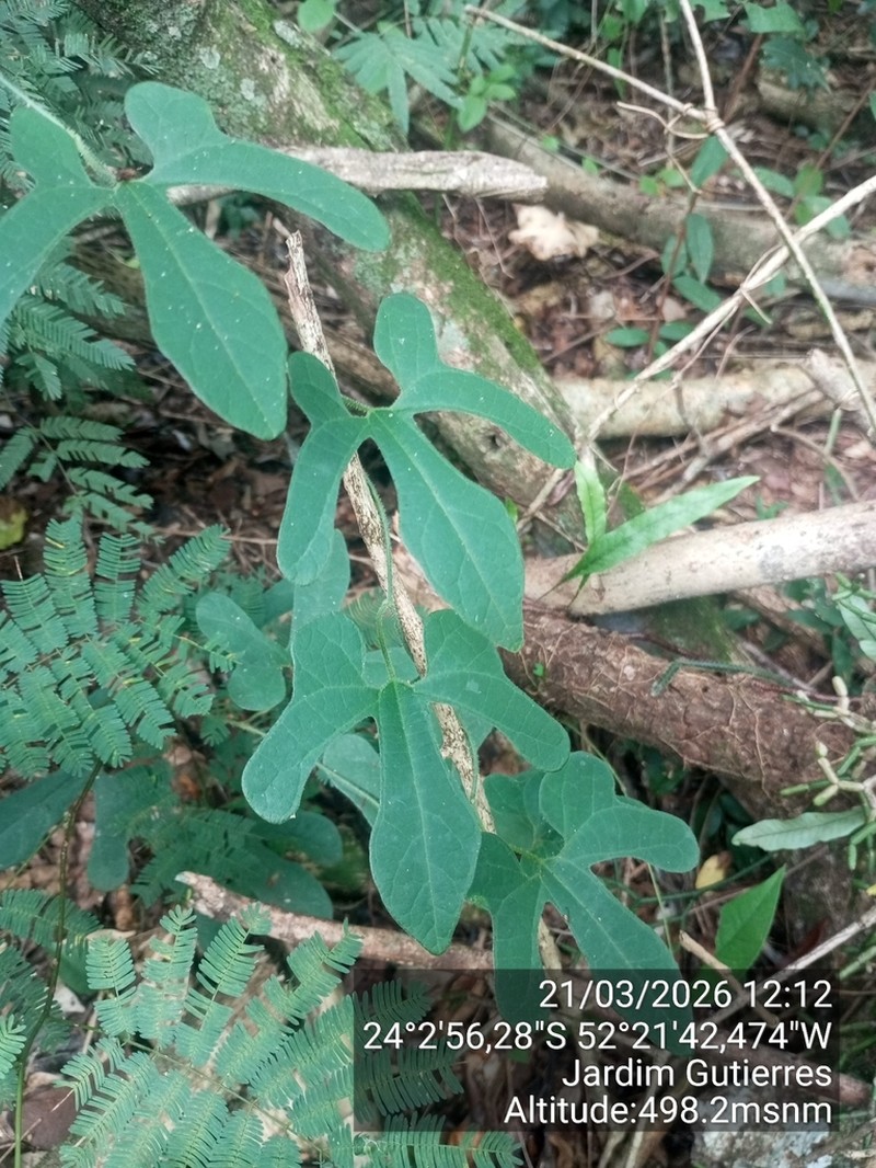 Aristolochia wendeliana photo 5