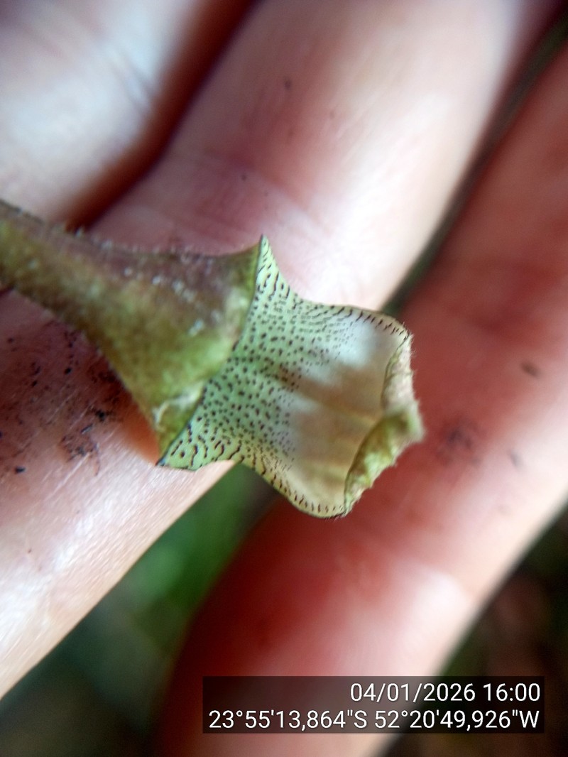 Aristolochia wendeliana photo 6